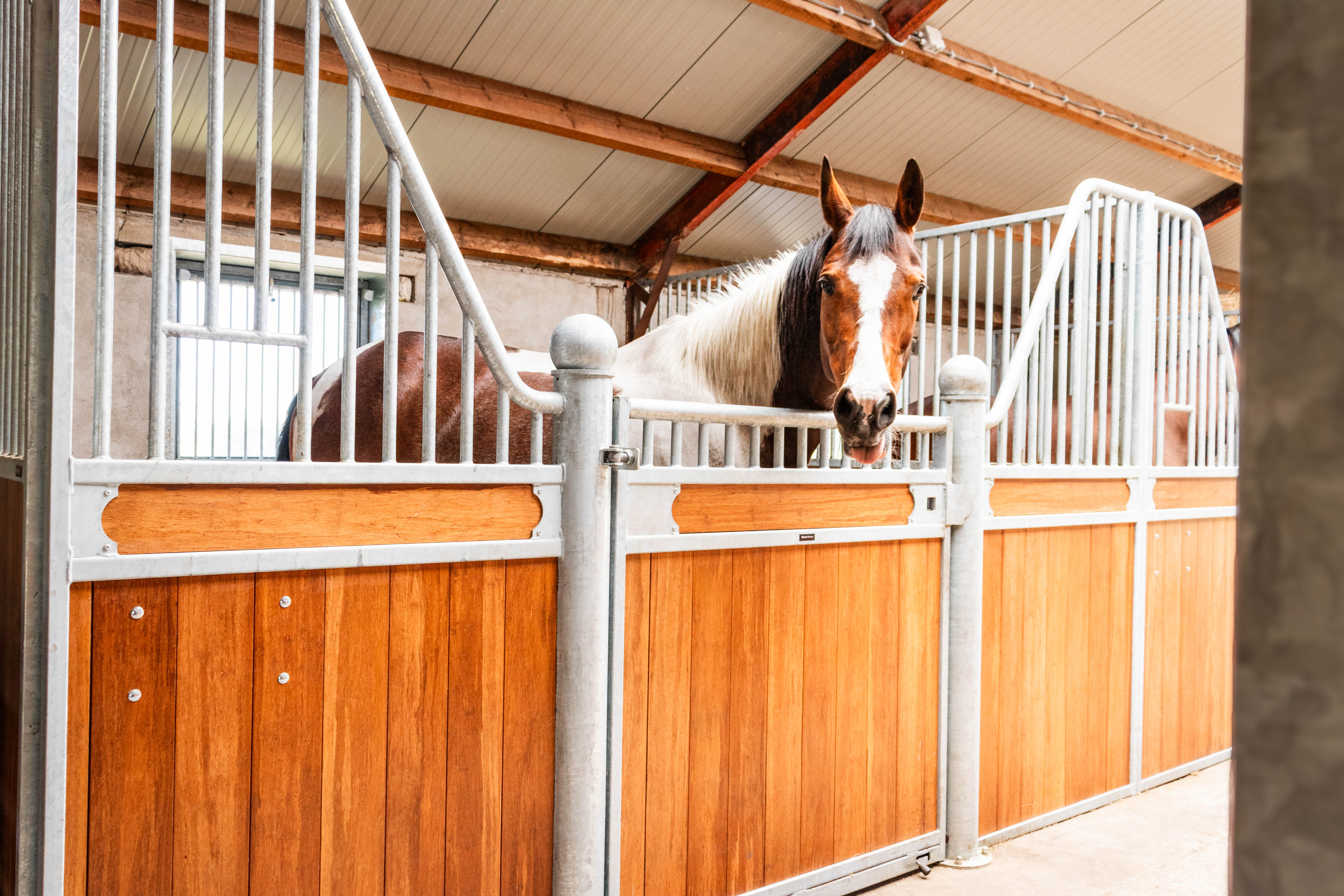 Cody - 15-jarige merrie