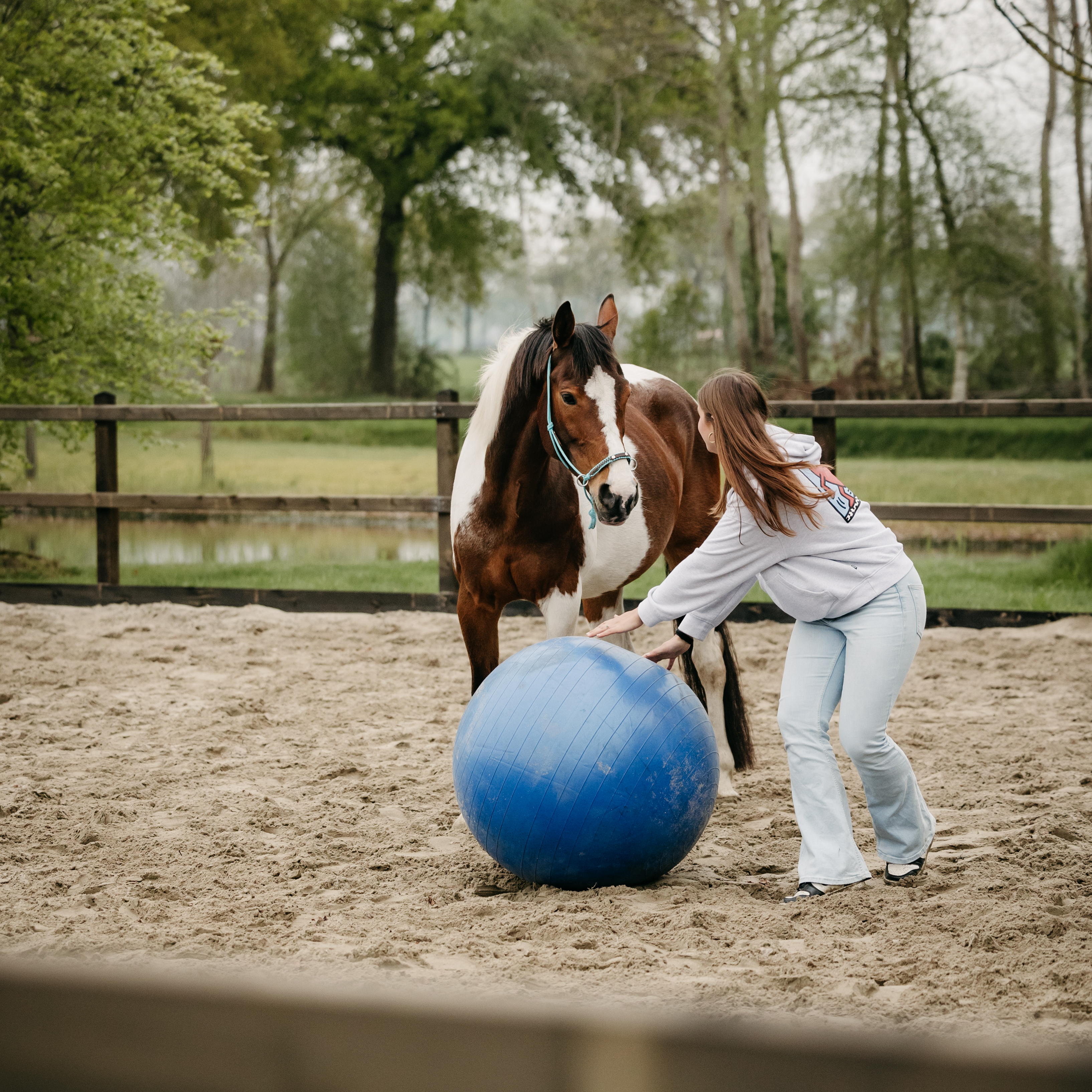 Paardencoaching sessie