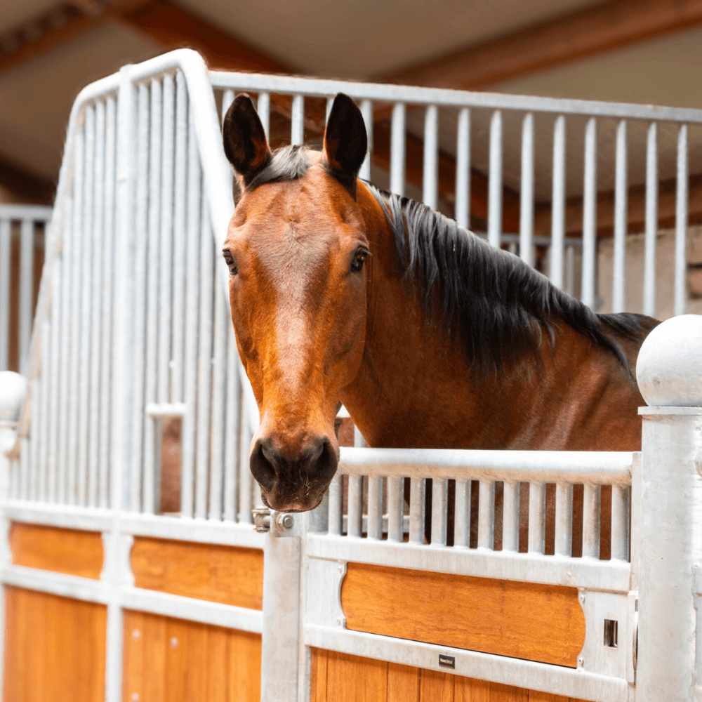 Paardencoach Vera Fredrikz EquiVeer Lemelerveld Zwolle Kampen Hengelo Enschede Zutphen Deventer Apeldoorn Almelo Raalte Ommen Hardenberg Oldenzaal 3-2
