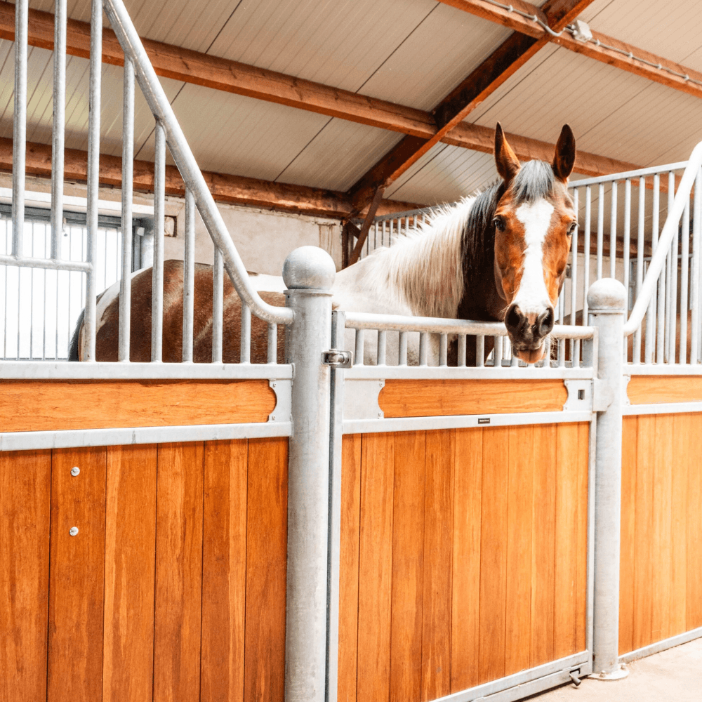 Paardencoach Vera Fredrikz EquiVeer Lemelerveld Zwolle Kampen Hengelo Enschede Zutphen Deventer Apeldoorn Almelo Raalte Ommen Hardenberg Oldenzaal 3-2
