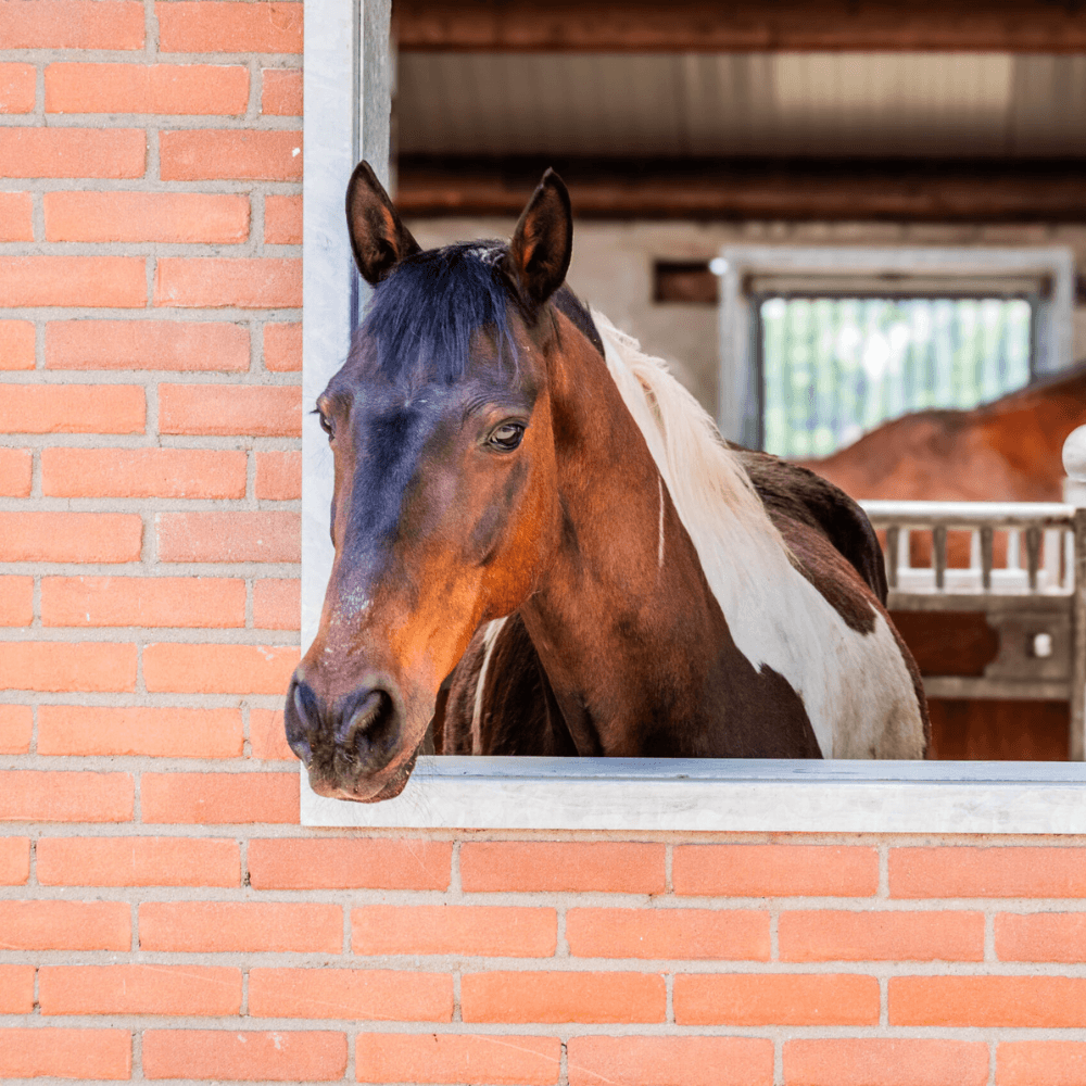 Paardencoach Vera Fredrikz EquiVeer Lemelerveld Zwolle Kampen Hengelo Enschede Zutphen Deventer Apeldoorn Almelo Raalte Ommen Hardenberg Oldenzaal 3-2